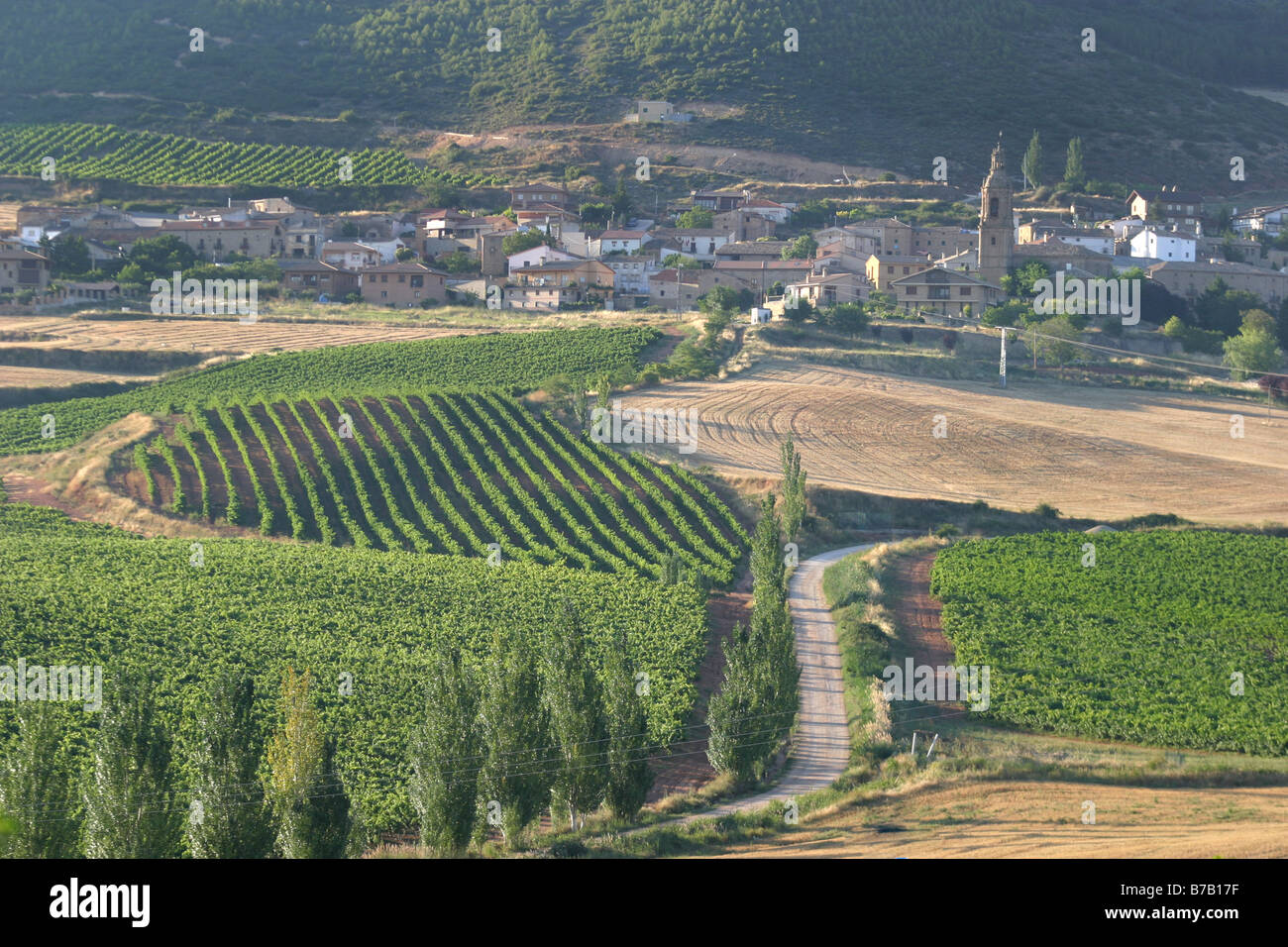 Vignes pendant la saison estivale dans Monjardin, Navarre Banque D'Images