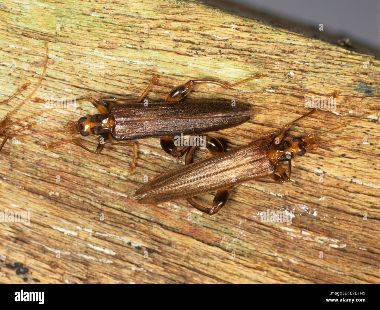 Un gonflement des jambes flower beetle Oedemera femorata de bois pourri nouvellement éclos Banque D'Images