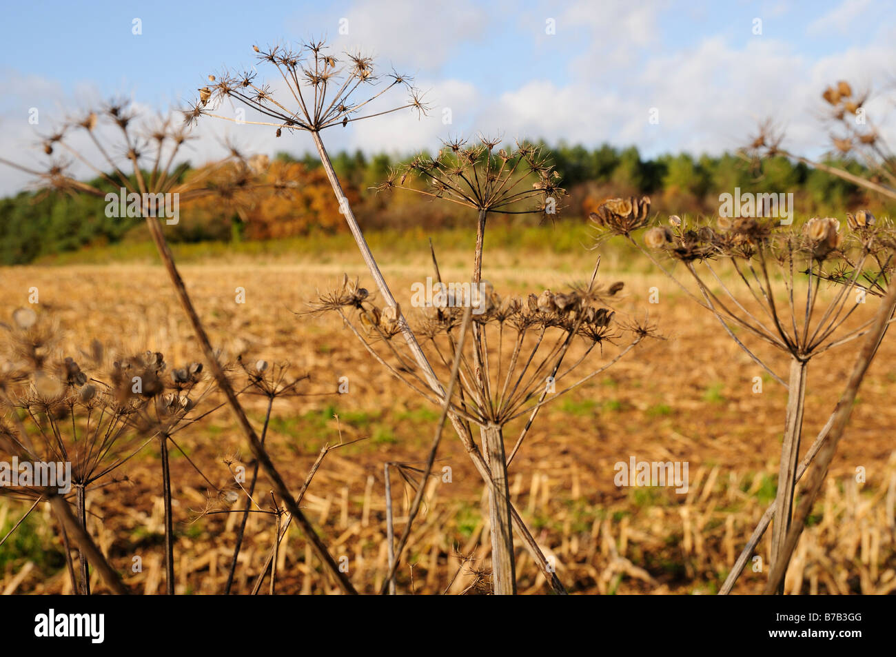 Têtes de graine dans un paysage Cotswold Automne Banque D'Images