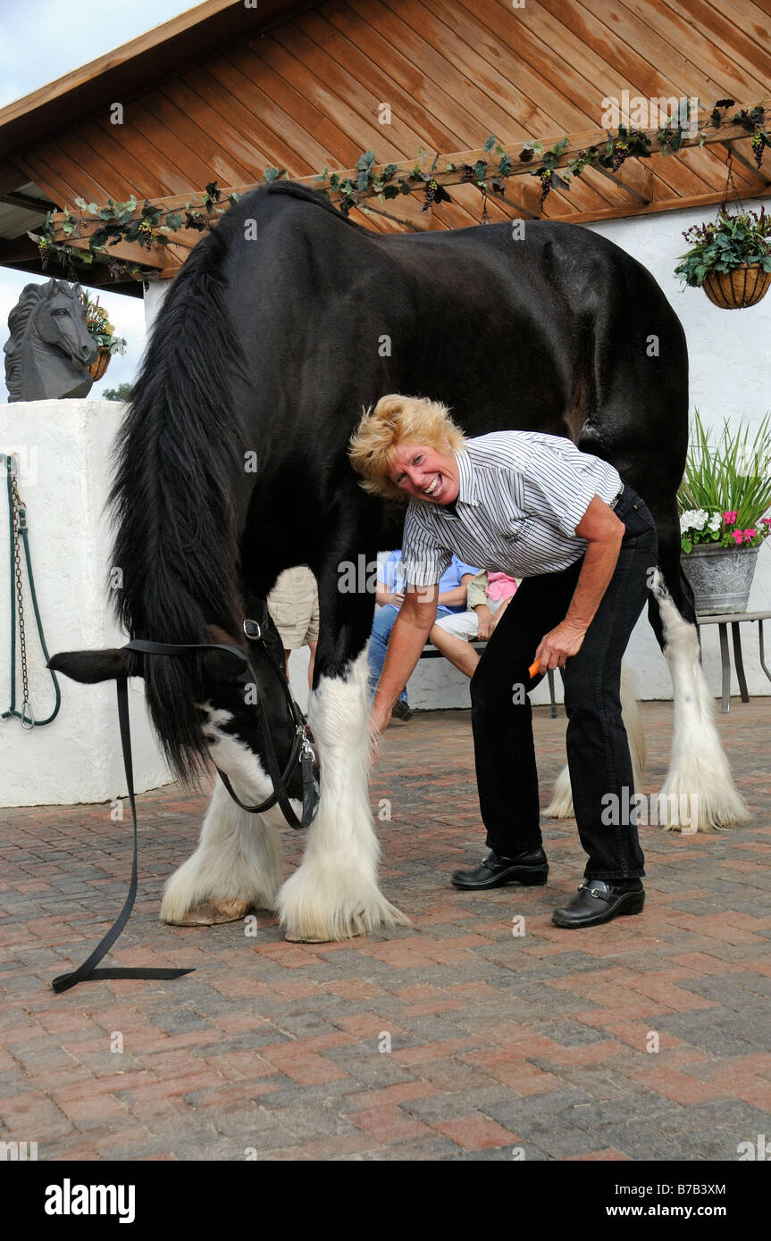 Candy Moulton tenant un de ses chevaux shire au New England Shire Horse center à Ocala en Floride USA Banque D'Images