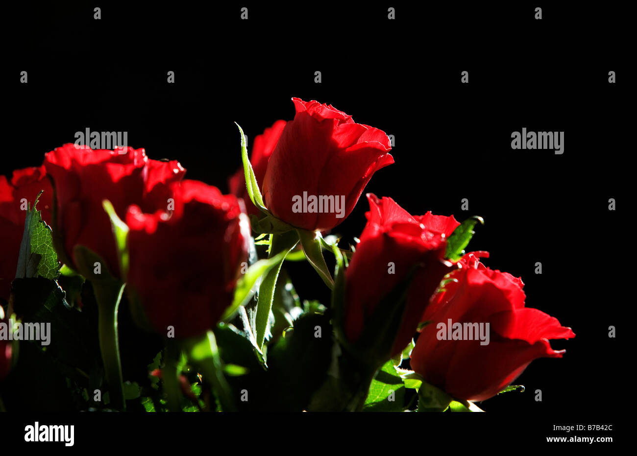 roses rouges Banque D'Images