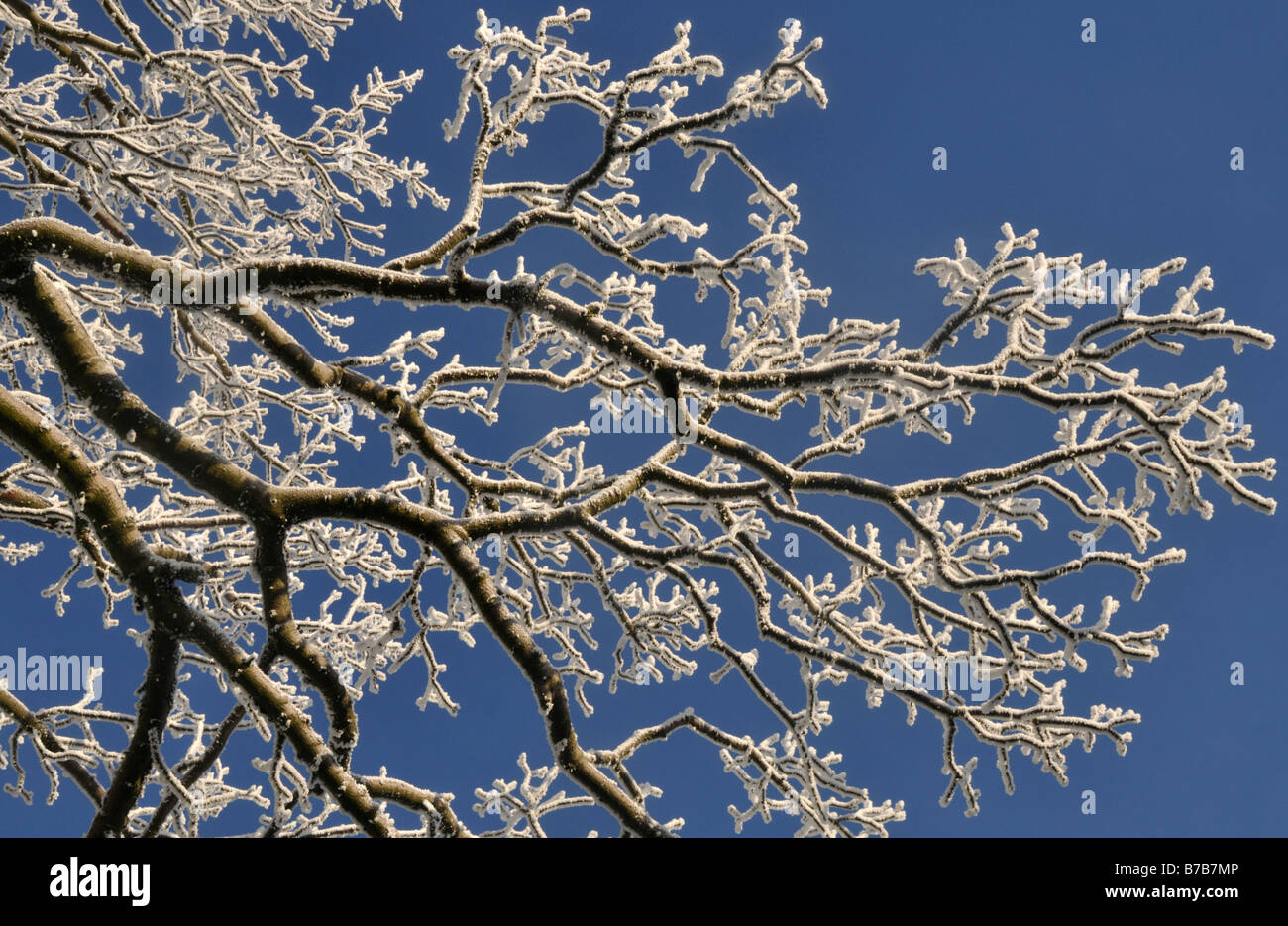 Les branches d'arbre d'hiver Banque D'Images