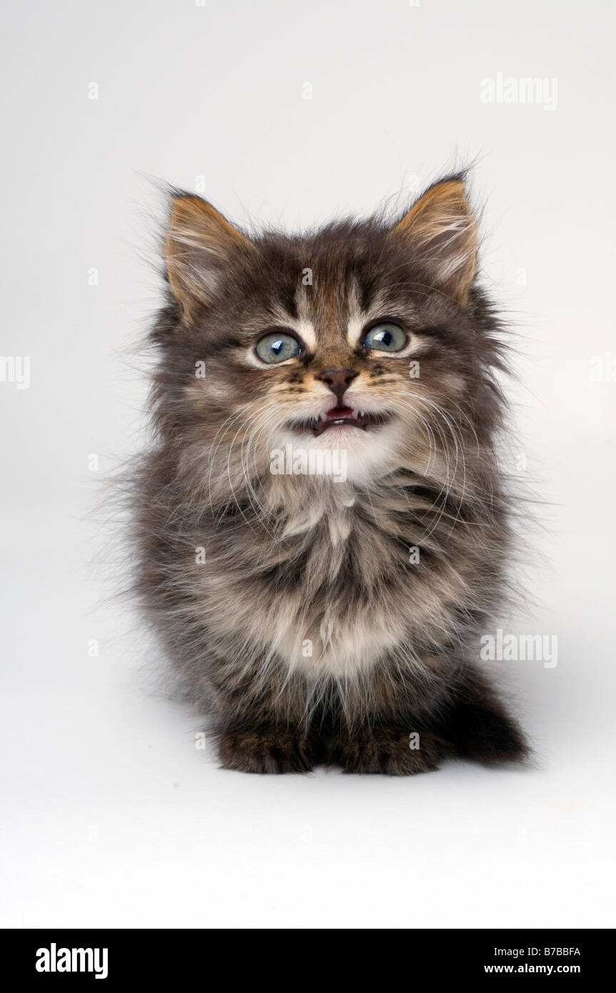 Mignon chaton de six semaines Banque D'Images