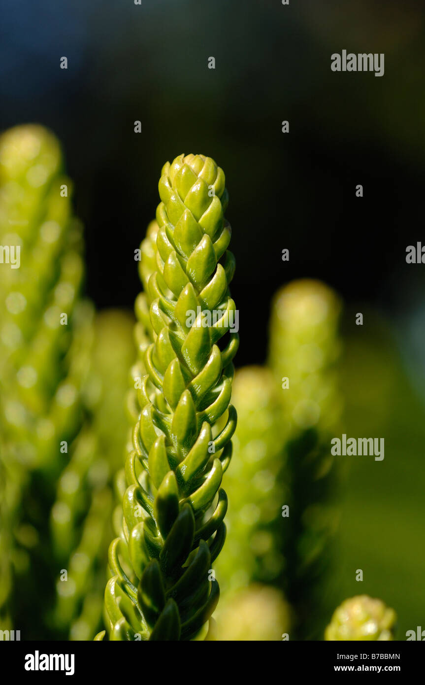 Araucaria Excelsa Pin de Norfolk détail Feuilles Banque D'Images
