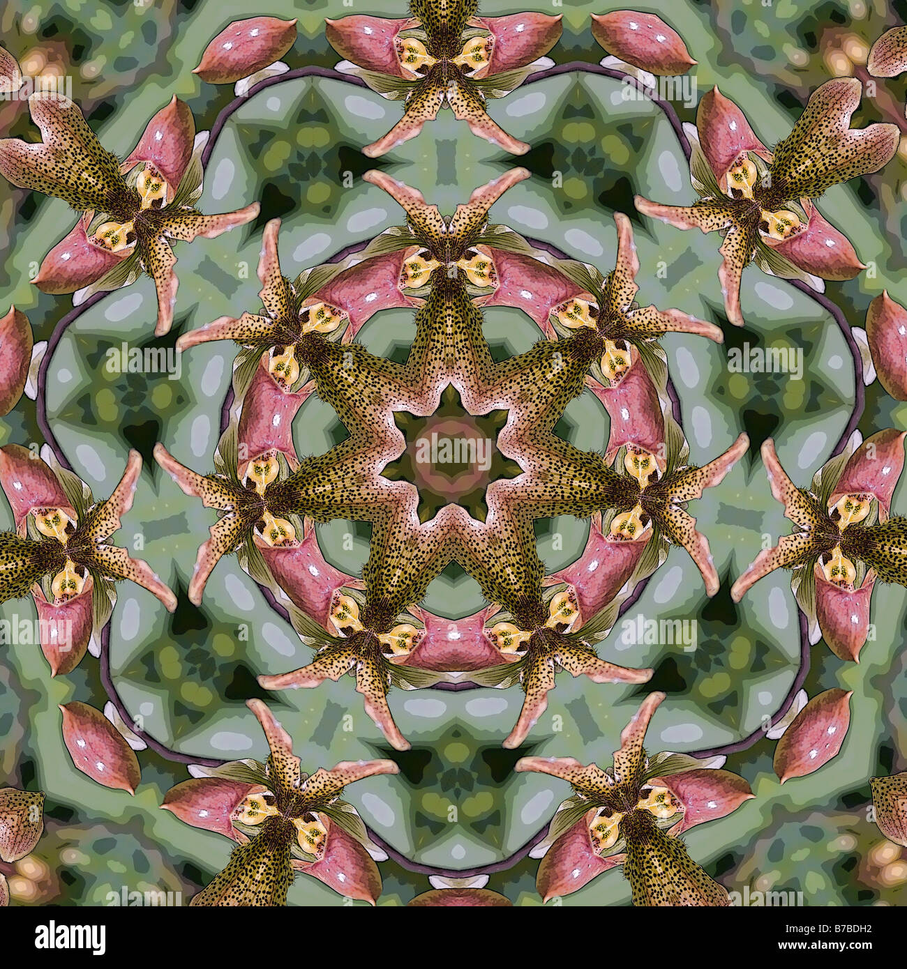 Kaléidoscopique d'orchidées Paphiopedilum Banque D'Images