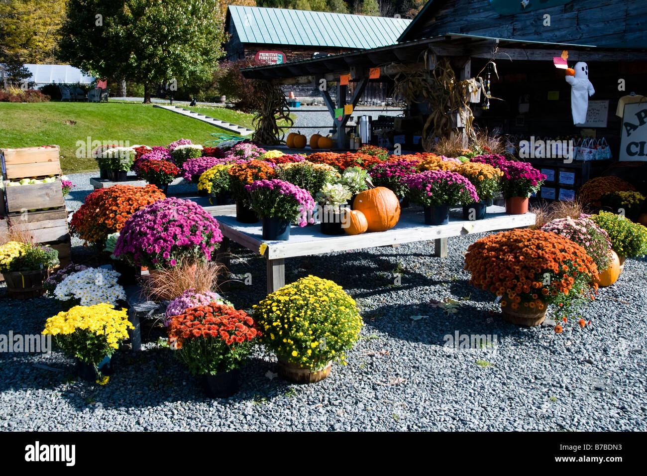 Fleurs à Farm Stand près de Woodstock, Vermont USA Banque D'Images