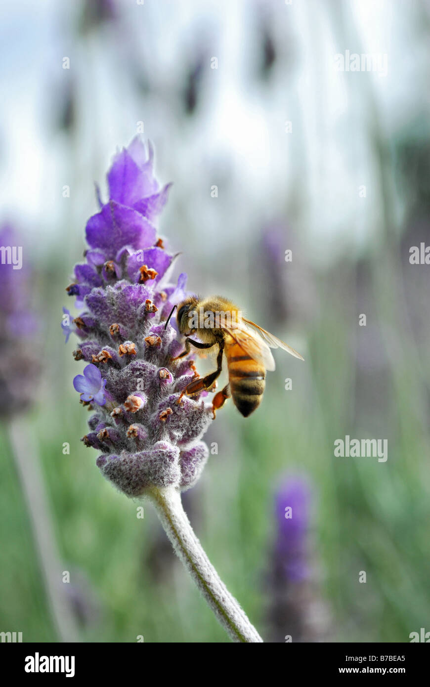 Une abeille pollinisant lavender plant Banque D'Images