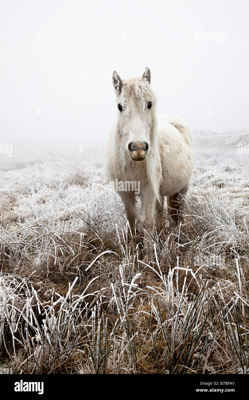 Poney landes dans les conditions froides de l'hiver près de la montagne Blorenge Blaenavon Wales UK Banque D'Images