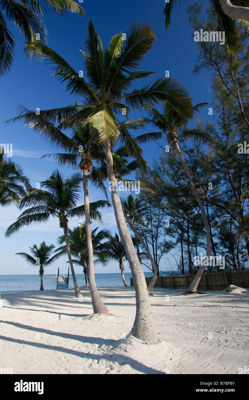Palmiers bordent une plage de sable sur l'Océan Atlantique sur l'île des Keys de la Floride. Banque D'Images