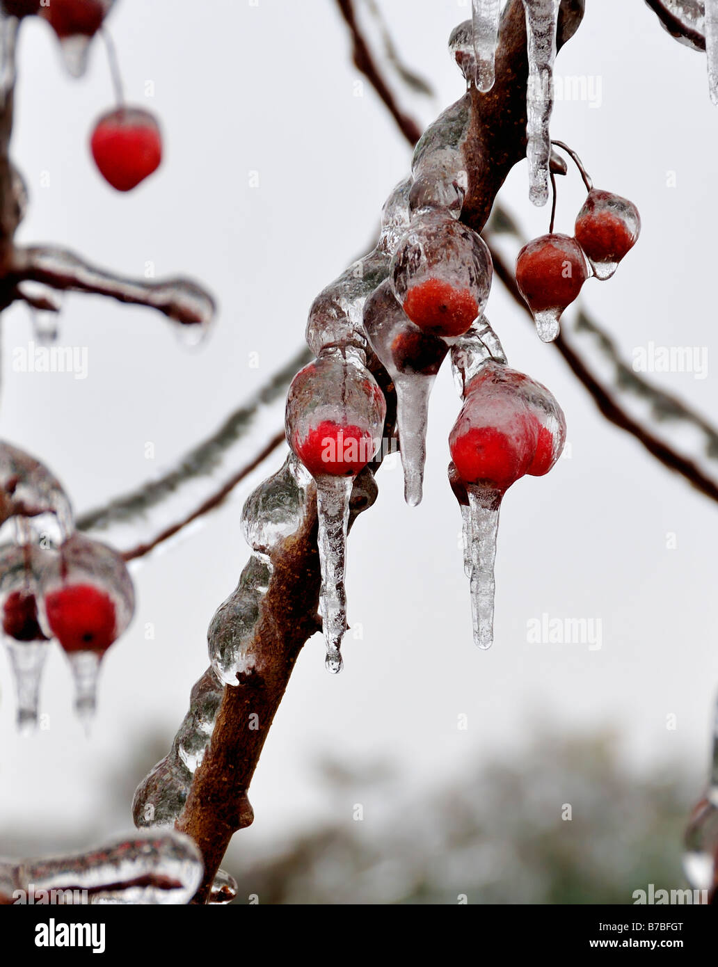 Une branche et les fruits d'un pommetier, recouvert de glace. Banque D'Images