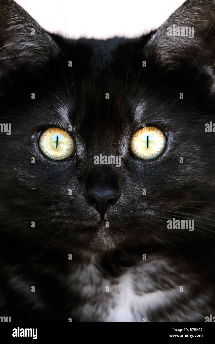 Chat domestique. Yeux jaunes Banque D'Images