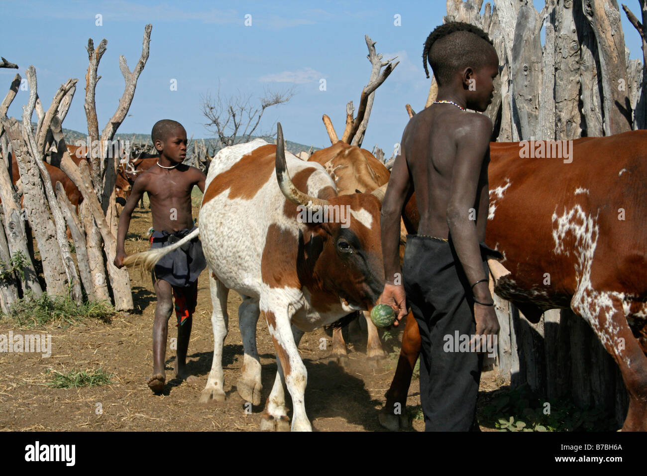 La Namibie, Himba, les bovins, les vaches, les garçons, Corral, grillage, bois, Cowboy Banque D'Images