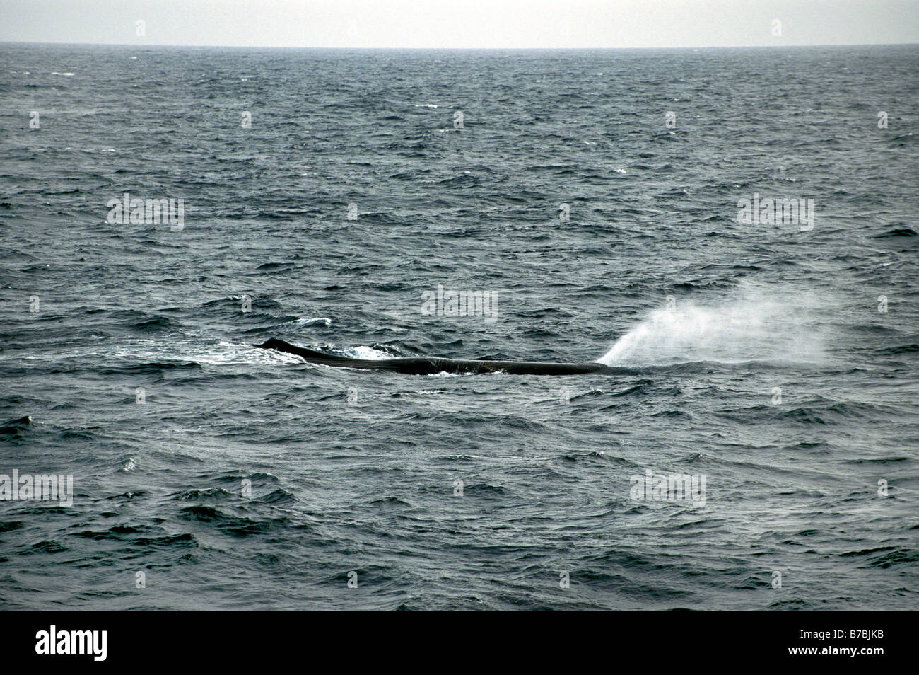 Cachalot Physeter macrocephalus l'île Kiska Aléoutiennes Alaksa United States Juin Physeteridae Adultes Banque D'Images