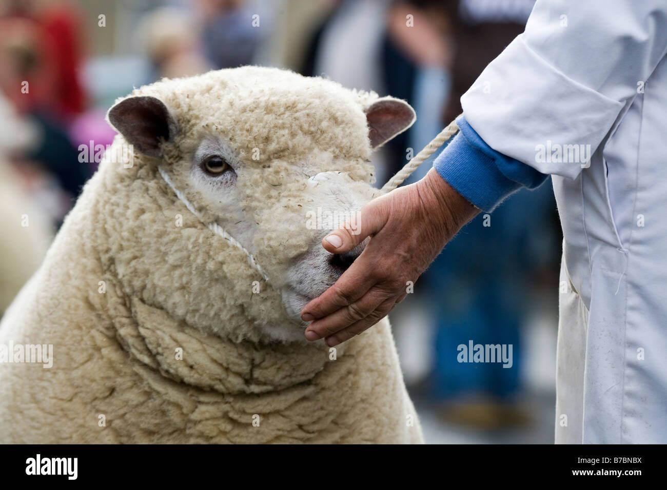 Juste des moutons Masham North Yorkshire England UK Banque D'Images