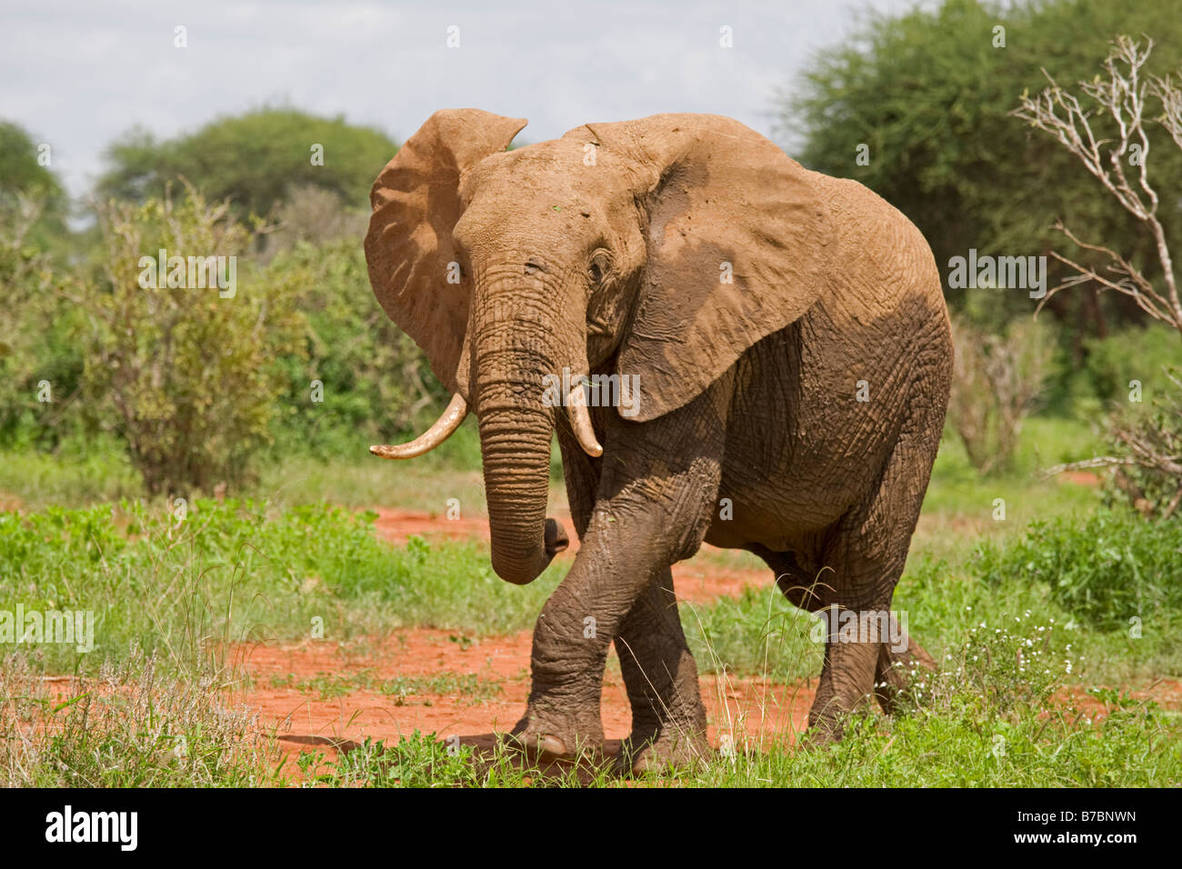 Seul le parc national de Tsavo Est d'éléphants au Kenya Banque D'Images