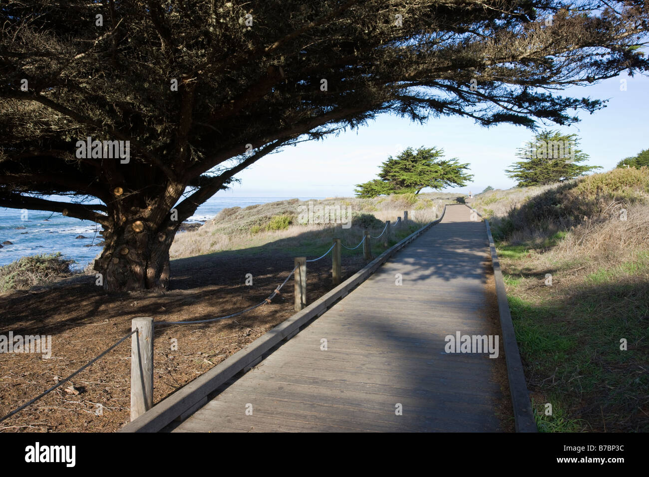 Promenade en bois et l'arbre relatif, San Simeon State Park, San Simeon, California, USA Banque D'Images