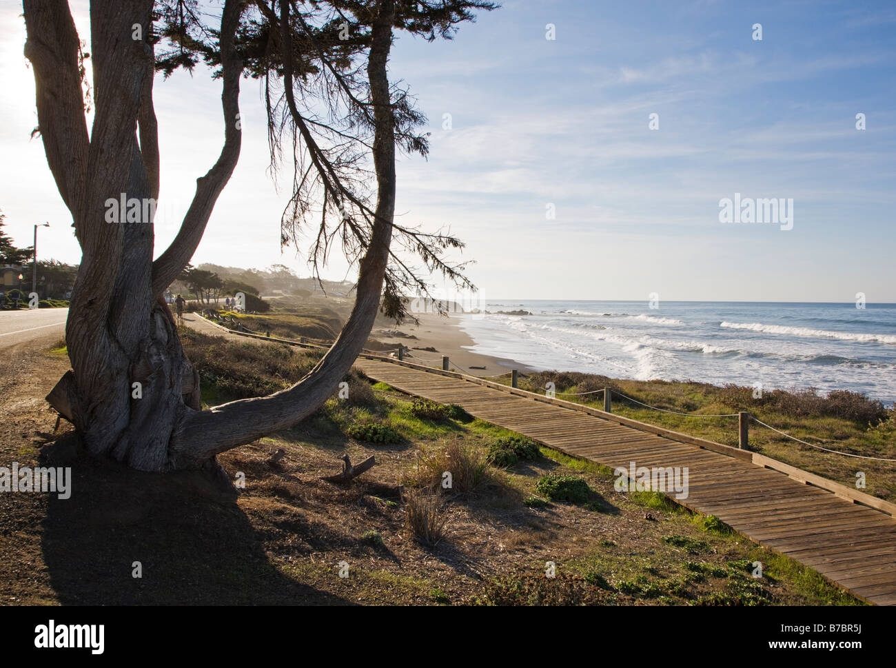 Promenade en bois et l'arbre relatif, San Simeon State Park, San Simeon, California, USA Banque D'Images