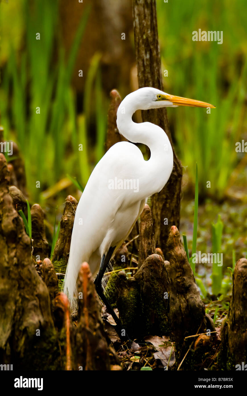 Aigrette neigeuse avec une belle courbe en S dans son cou debout entre les genoux de cyprès sur la rive d'un marais Banque D'Images