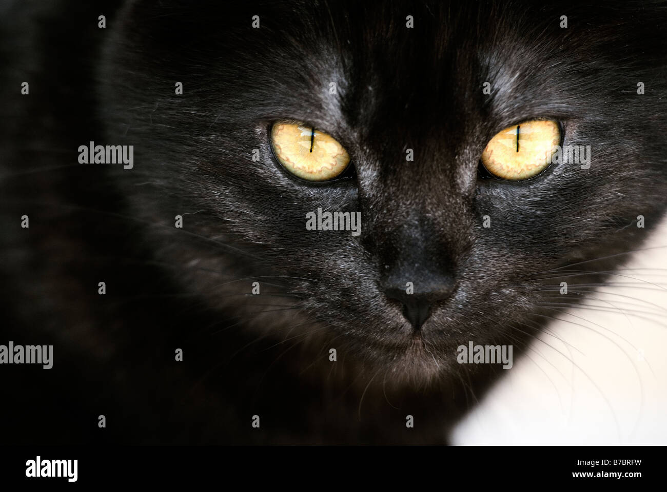 Chat domestique. Yeux jaune close up Banque D'Images