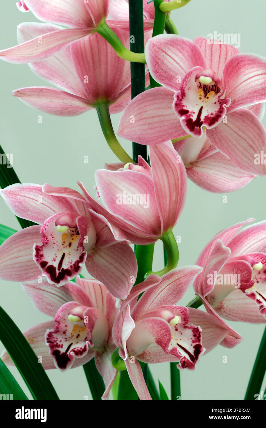 Rose hybride Cymbidium Orchidée teinte La teinte rouge asiatique exotique fleurs fleur qui s'épanouit depuis longtemps d'une durée Banque D'Images Rose hybride Cymbidium Orchidée teinte La teinte rouge asiatique exotique fleurs fleur qui s'épanouit depuis longtemps d'une durée Banque D'Images