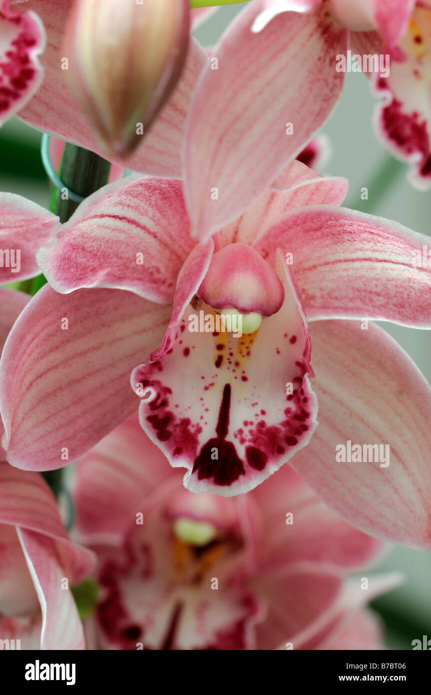 Rose hybride Cymbidium Orchidée teinte La teinte rouge asiatique exotique fleurs fleur qui s'épanouit depuis longtemps d'une durée Banque D'Images Rose hybride Cymbidium Orchidée teinte La teinte rouge asiatique exotique fleurs fleur qui s'épanouit depuis longtemps d'une durée Banque D'Images