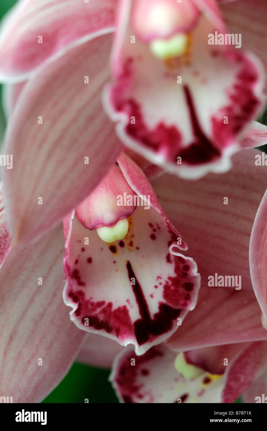 Rose hybride Cymbidium Orchidée teinte La teinte rouge asiatique exotique fleurs fleur qui s'épanouit depuis longtemps d'une durée Banque D'Images Rose hybride Cymbidium Orchidée teinte La teinte rouge asiatique exotique fleurs fleur qui s'épanouit depuis longtemps d'une durée Banque D'Images