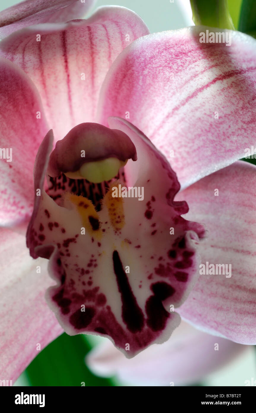 Rose hybride Cymbidium Orchidée teinte La teinte rouge asiatique exotique fleurs fleur qui s'épanouit depuis longtemps d'une durée Banque D'Images Rose hybride Cymbidium Orchidée teinte La teinte rouge asiatique exotique fleurs fleur qui s'épanouit depuis longtemps d'une durée Banque D'Images
