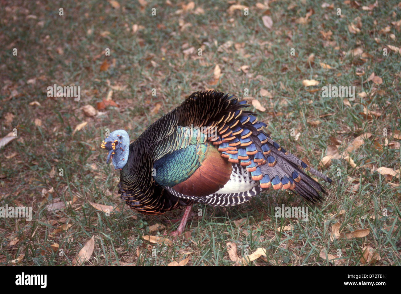 Ccellated sauvages la Turquie dans le parc national de Tikal, El Petén, Guatemala Banque D'Images