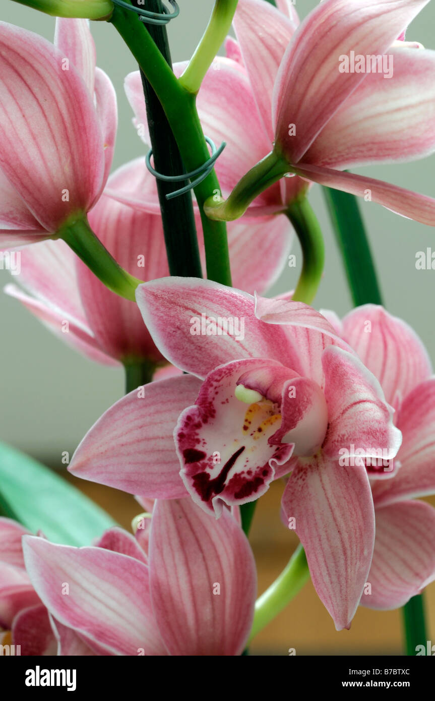 Rose hybride Cymbidium Orchidée teinte La teinte rouge asiatique exotique fleurs fleur qui s'épanouit depuis longtemps d'une durée Banque D'Images Rose hybride Cymbidium Orchidée teinte La teinte rouge asiatique exotique fleurs fleur qui s'épanouit depuis longtemps d'une durée Banque D'Images