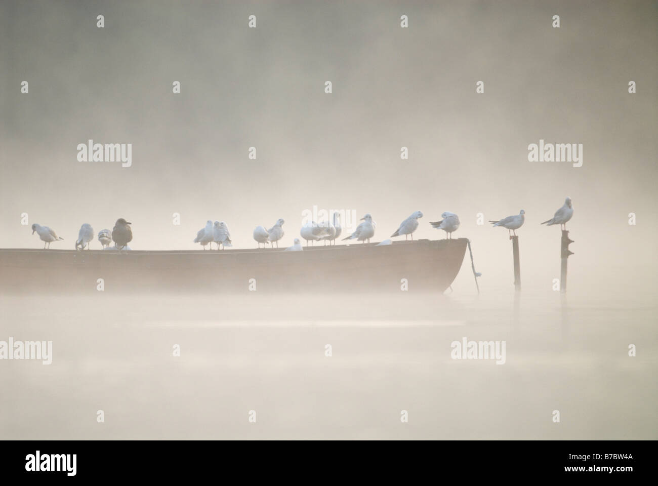 Mouettes rieuses Larus ridibundus Black debout sur le lac Ellesmere bateau Octobre Angleterre Shropshire Banque D'Images