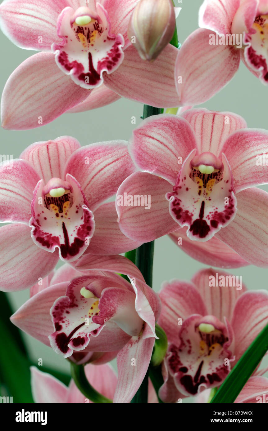 Rose hybride Cymbidium Orchidée teinte La teinte rouge asiatique exotique fleurs fleur qui s'épanouit depuis longtemps d'une durée Banque D'Images Rose hybride Cymbidium Orchidée teinte La teinte rouge asiatique exotique fleurs fleur qui s'épanouit depuis longtemps d'une durée Banque D'Images