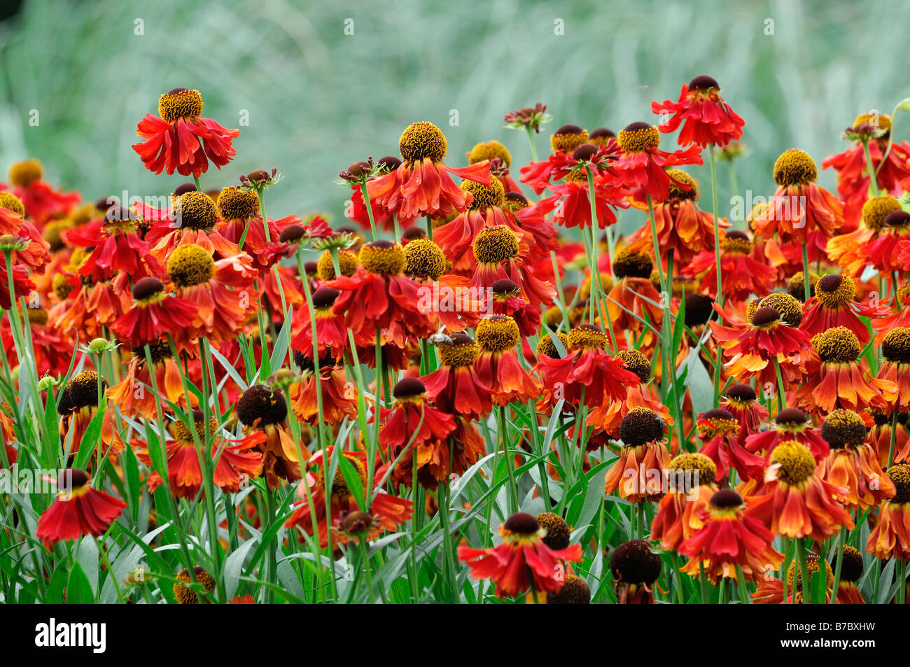 HELENIUM Sneezeweed CHRISTIAN Helen's flower closeup close up macro portrait détail fleur vivace fleur orange jaune Banque D'Images