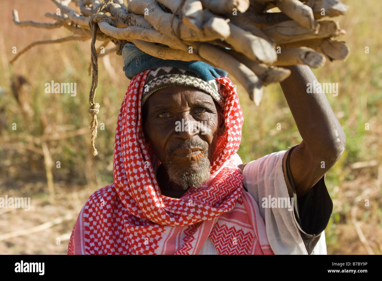 Personnes âgées homme Dogon transportant du bois sur sa tête dans le village de Yendouma en Pays Dogon au Mali Banque D'Images