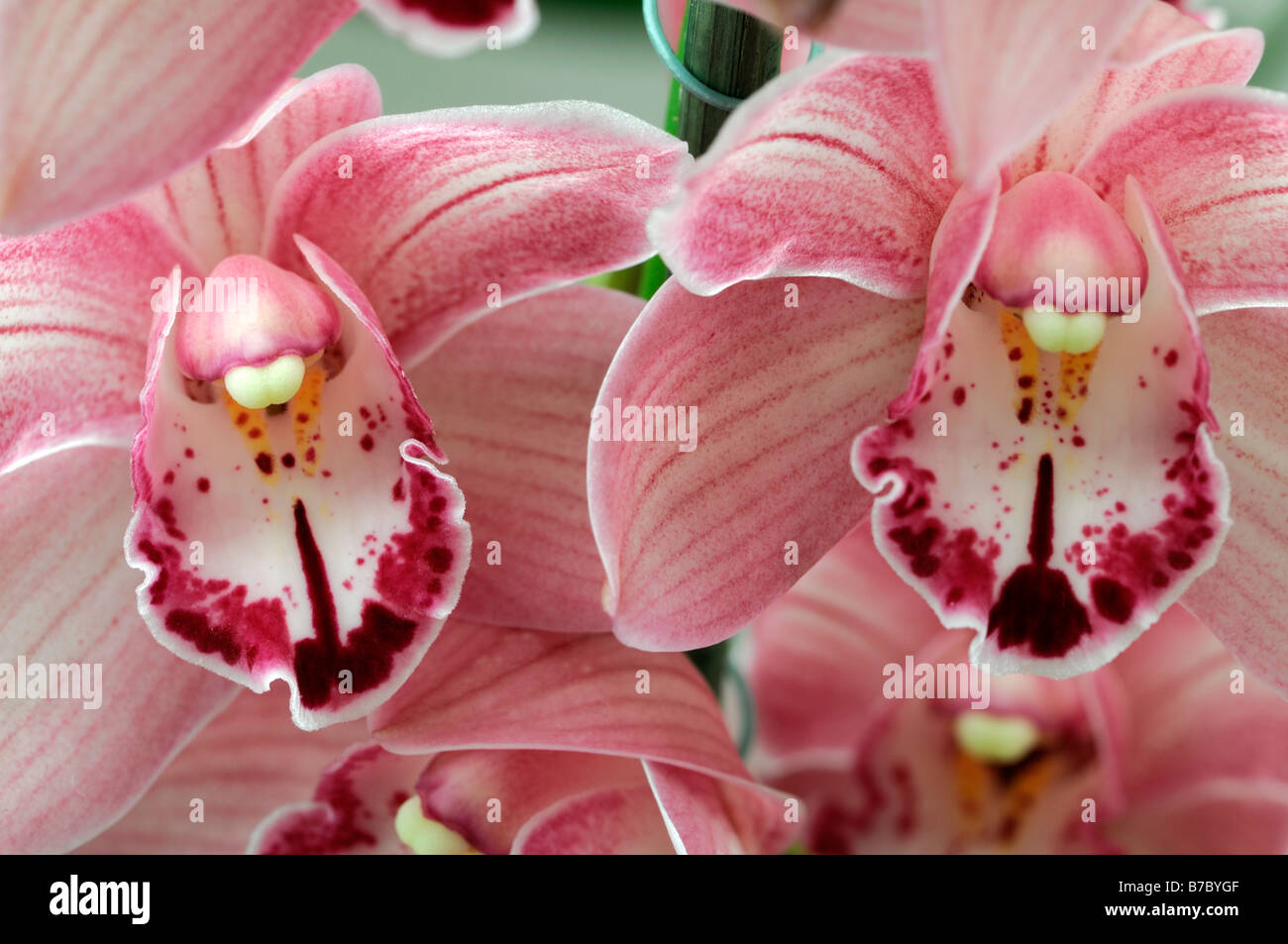 Rose hybride Cymbidium Orchidée teinte La teinte rouge asiatique exotique fleurs fleur qui s'épanouit depuis longtemps d'une durée Banque D'Images Rose hybride Cymbidium Orchidée teinte La teinte rouge asiatique exotique fleurs fleur qui s'épanouit depuis longtemps d'une durée Banque D'Images