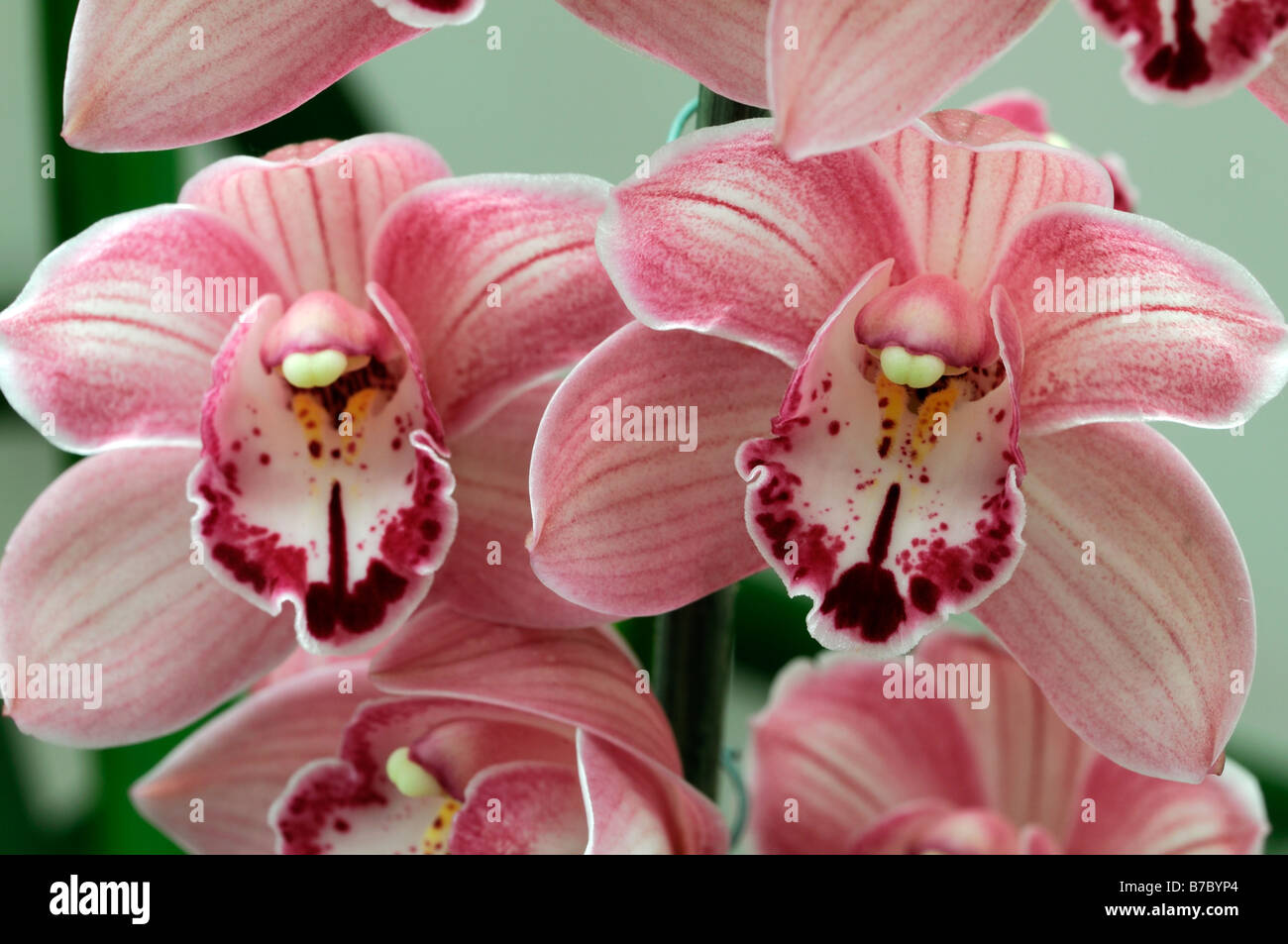 Rose hybride Cymbidium Orchidée teinte La teinte rouge asiatique exotique fleurs fleur qui s'épanouit depuis longtemps d'une durée Banque D'Images Rose hybride Cymbidium Orchidée teinte La teinte rouge asiatique exotique fleurs fleur qui s'épanouit depuis longtemps d'une durée Banque D'Images