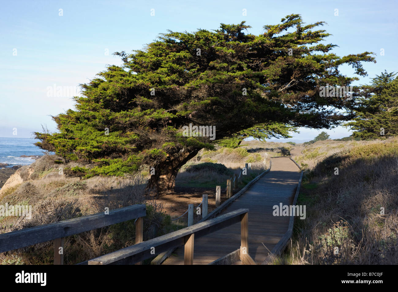 Promenade en bois et l'arbre relatif, San Simeon State Park, San Simeon, California, USA Banque D'Images