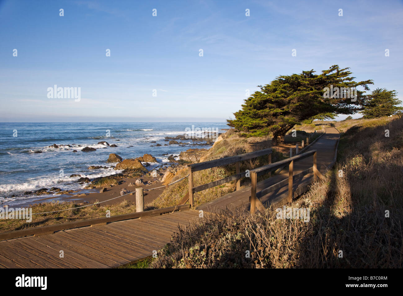 Promenade en bois et l'arbre relatif, San Simeon State Park, San Simeon, California, USA Banque D'Images