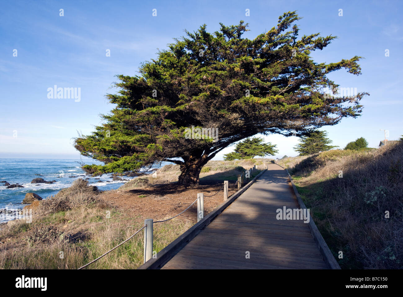 Promenade en bois et l'arbre relatif, San Simeon State Park, San Simeon, California, USA Banque D'Images