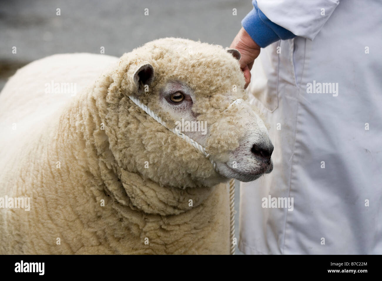 Juste des moutons Masham North Yorkshire England UK Banque D'Images