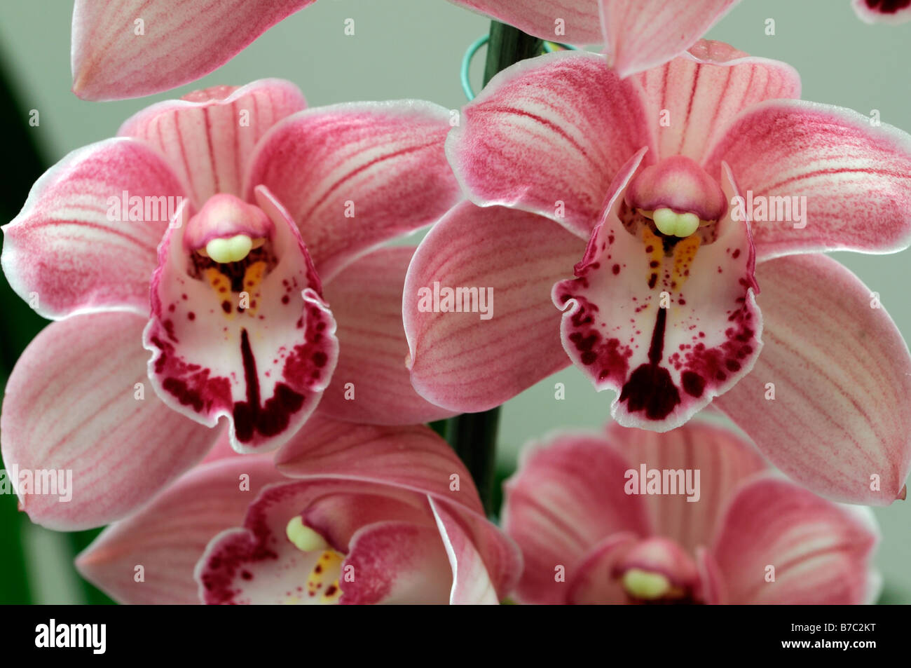 Rose hybride Cymbidium Orchidée teinte La teinte rouge asiatique exotique fleurs fleur qui s'épanouit depuis longtemps d'une durée Banque D'Images Rose hybride Cymbidium Orchidée teinte La teinte rouge asiatique exotique fleurs fleur qui s'épanouit depuis longtemps d'une durée Banque D'Images