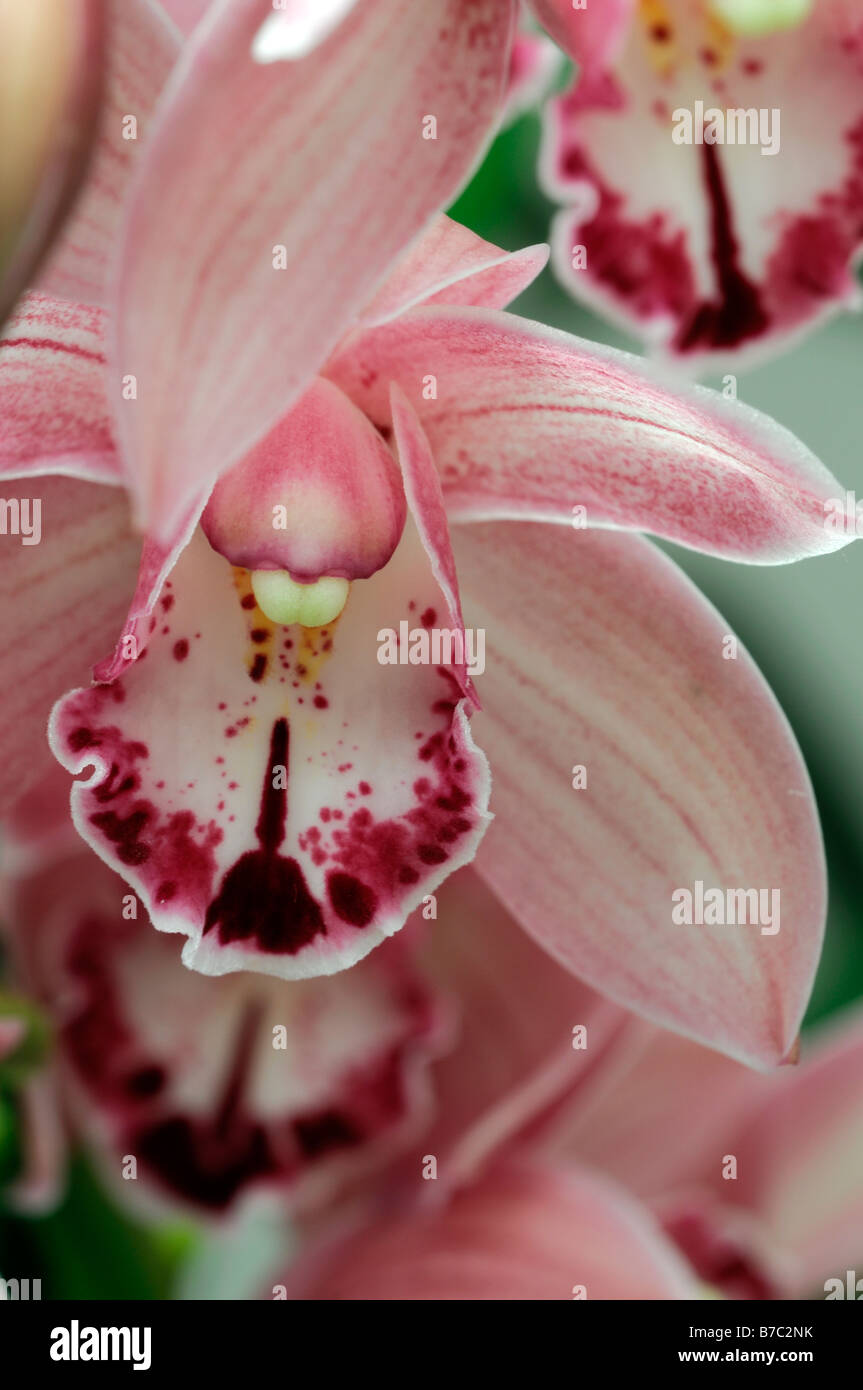 Rose hybride Cymbidium Orchidée teinte La teinte rouge asiatique exotique fleurs fleur qui s'épanouit depuis longtemps d'une durée Banque D'Images Rose hybride Cymbidium Orchidée teinte La teinte rouge asiatique exotique fleurs fleur qui s'épanouit depuis longtemps d'une durée Banque D'Images