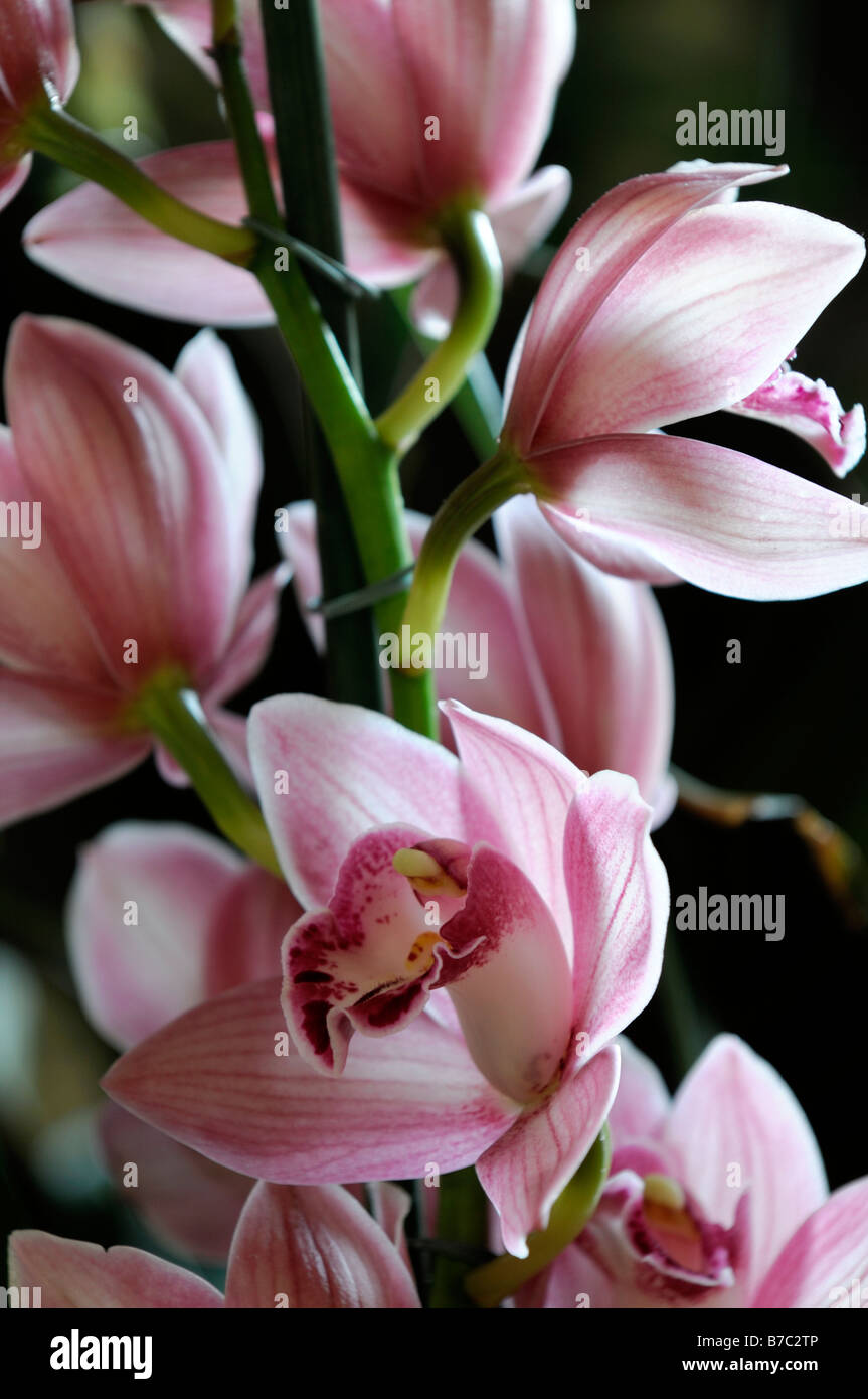 Rose hybride Cymbidium Orchidée teinte La teinte rouge asiatique exotique fleurs fleur qui s'épanouit depuis longtemps d'une durée Banque D'Images Rose hybride Cymbidium Orchidée teinte La teinte rouge asiatique exotique fleurs fleur qui s'épanouit depuis longtemps d'une durée Banque D'Images