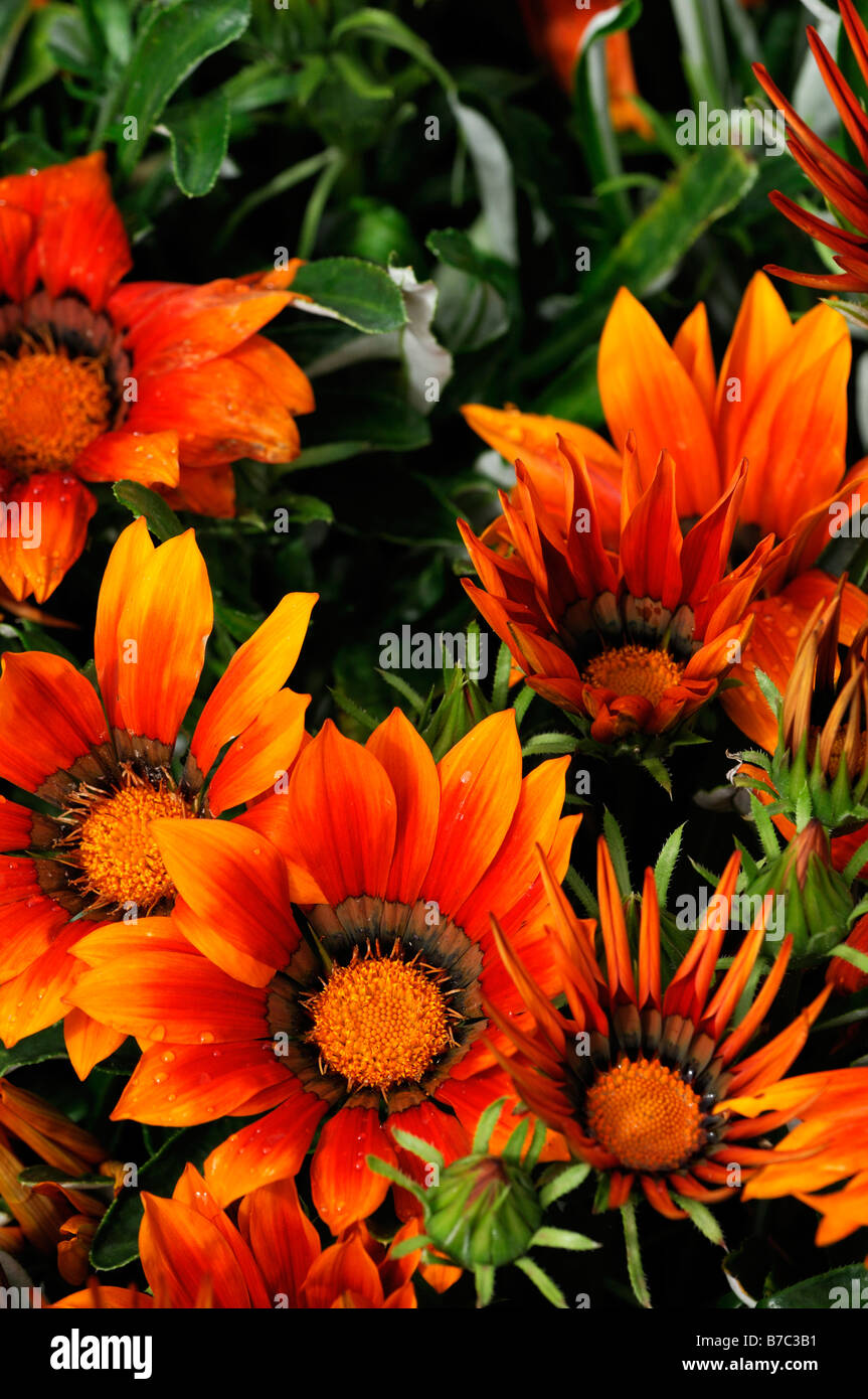 Gazania f1 kiss demi bronze hardy vivace annuel bande jaune orange Banque D'Images