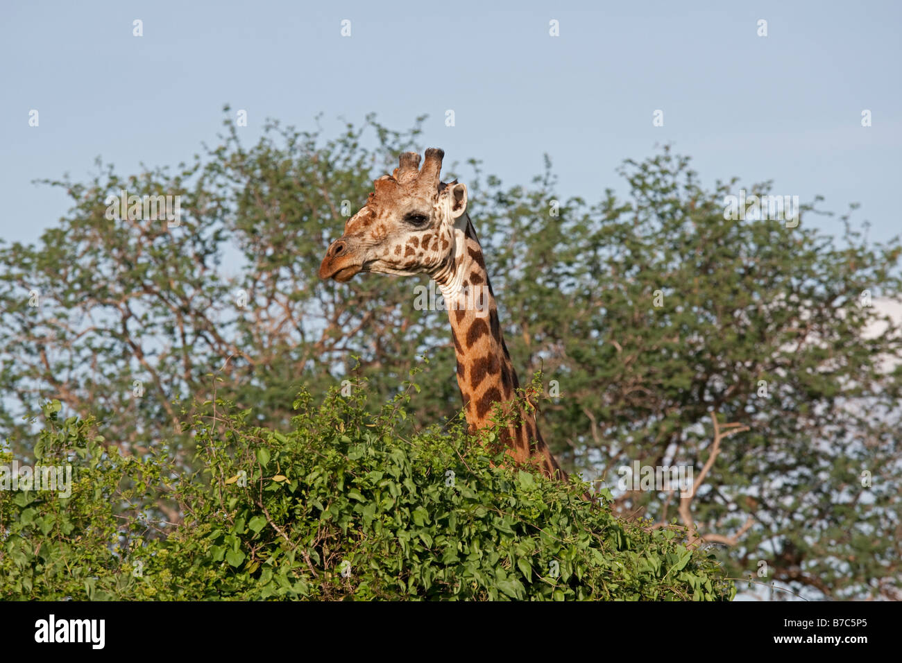 Girafe Giraffa camelopardalis Kenya Tsavo East National Park Banque D'Images
