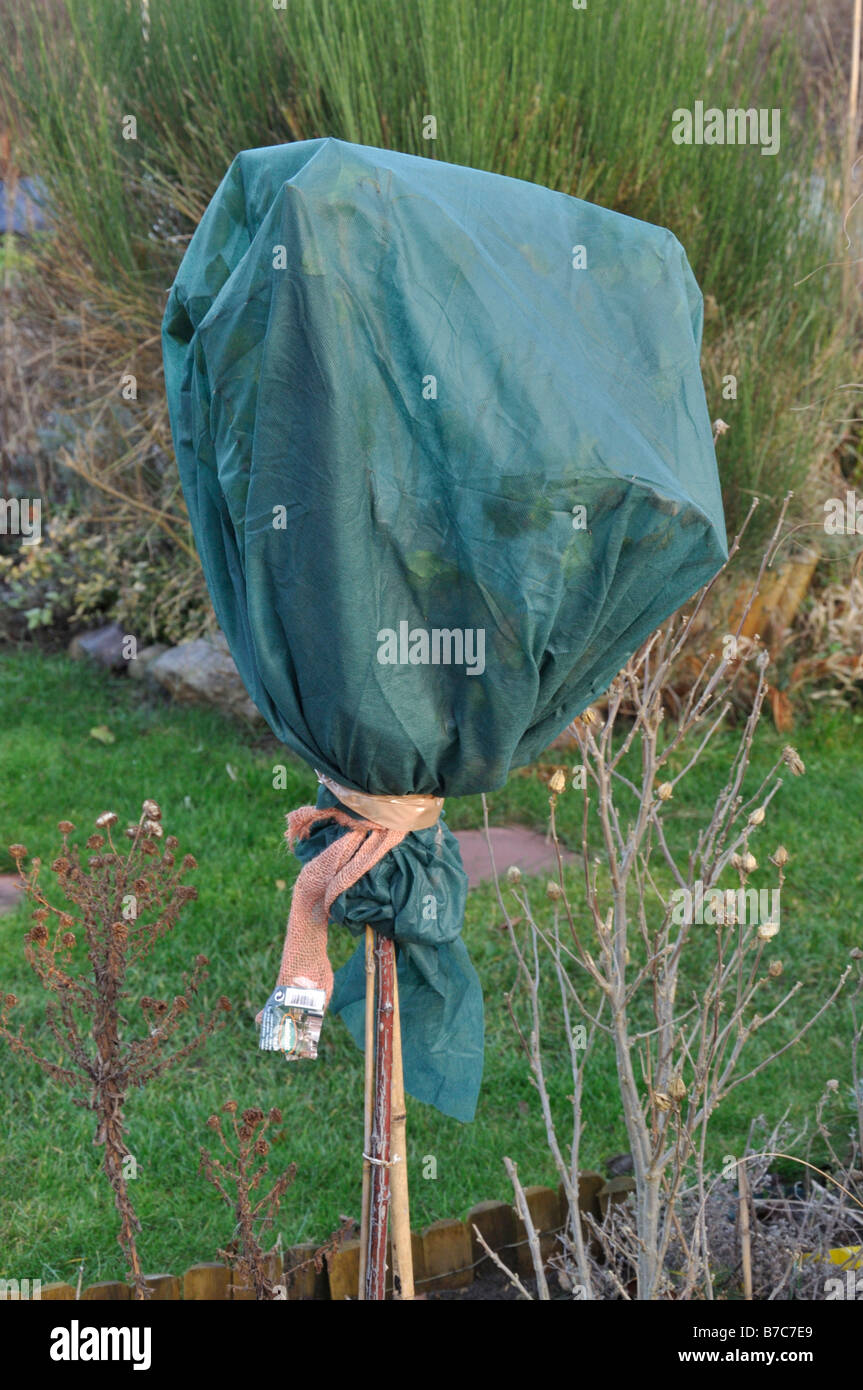 Rose standard avec protection d'hiver Banque D'Images