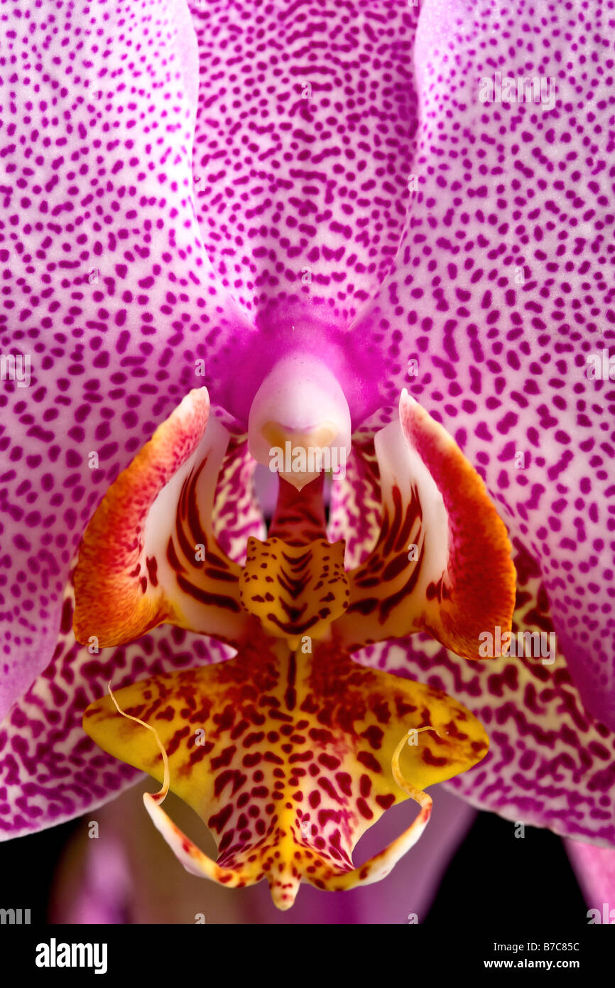 Orchidée Phalaenopsis Banque D'Images