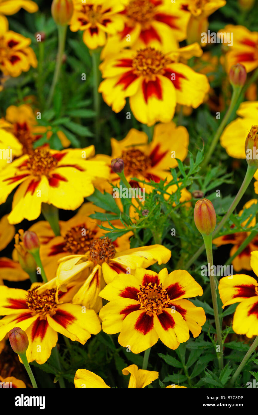 Marigold Naughty Marietta oeillet d'Inde Tagetes patula fleurs jaune vif striée couleur acajou annuelles couleur Banque D'Images