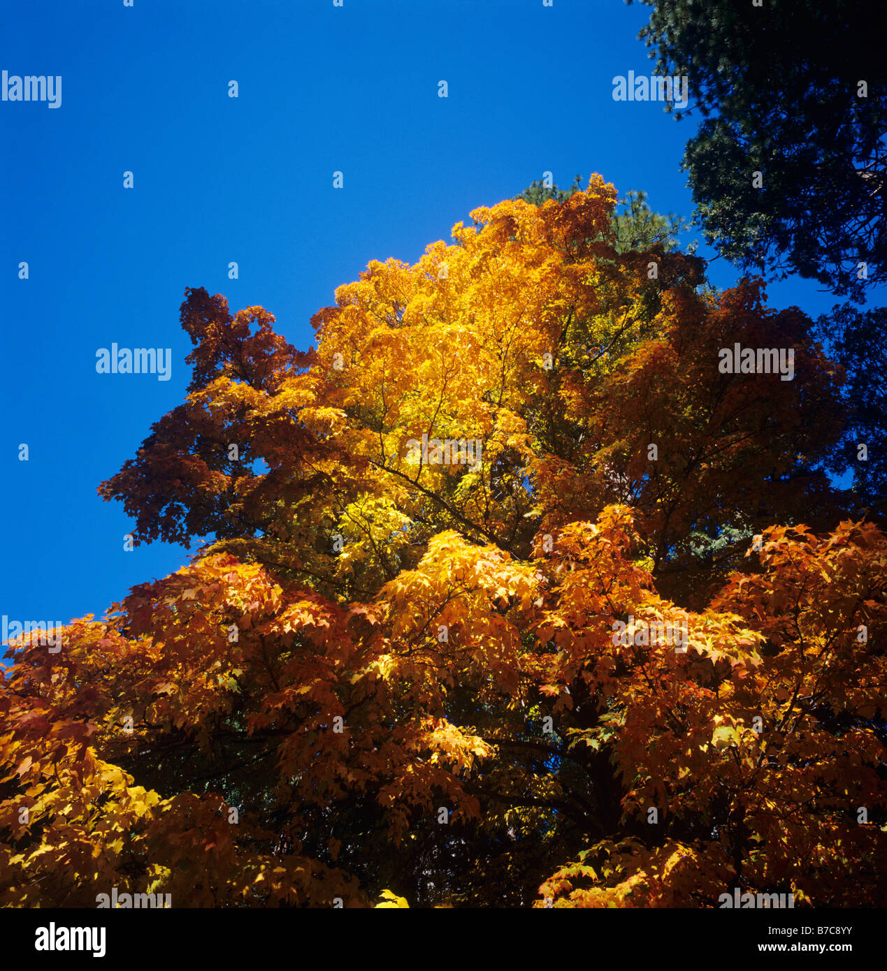 Un érable à feuilles d'automne ses jambes de la vallée Yosemite YOSEMITE NATIONAL PARK CALIFORNIA Banque D'Images Un érable à feuilles d'automne ses jambes de la vallée Yosemite YOSEMITE NATIONAL PARK CALIFORNIA Banque D'Images
