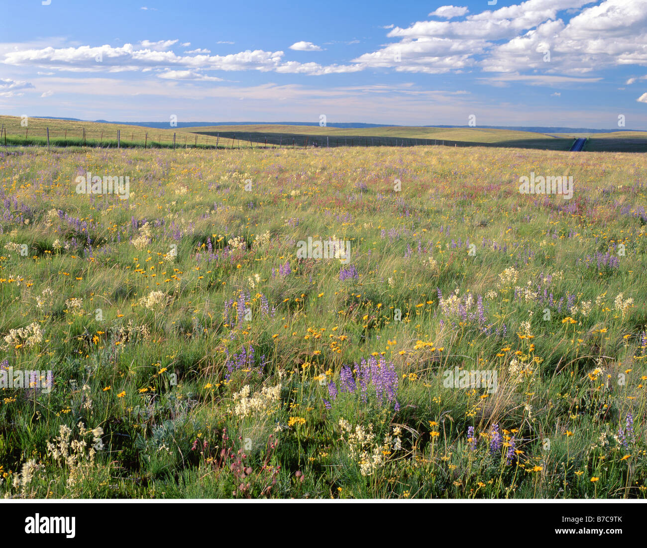 Les fleurs sauvages d'été fleurissent en NW Oregon's Wallowa Valley et la prairie à Zumwalt. Banque D'Images