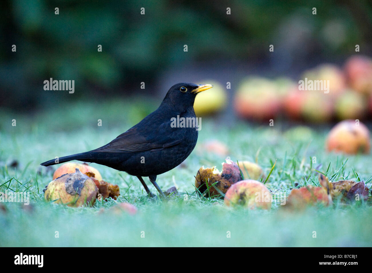 Blackbird mâle dans l'alimentation sur les pommes de jardin Banque D'Images